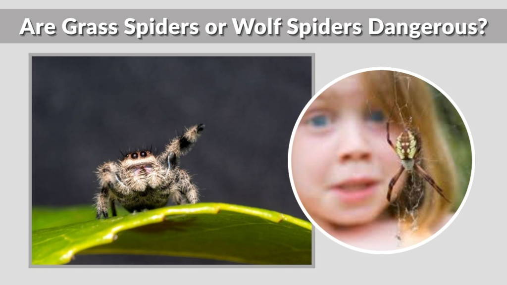 Are Grass Spiders or Wolf Spiders Dangerous?