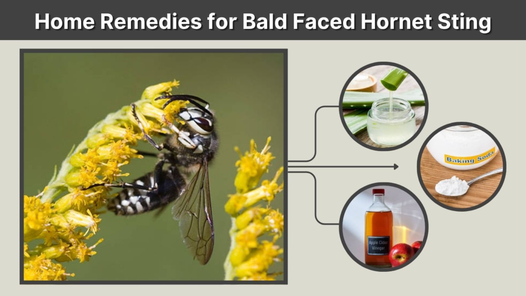 Home Remedies for Bald Faced Hornet Sting