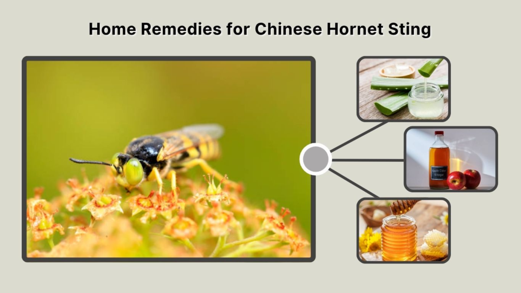 Home Remedies for Chinese Hornet Sting
