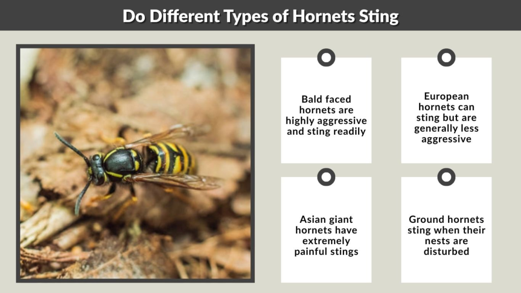 Do Different Types of Hornets Sting