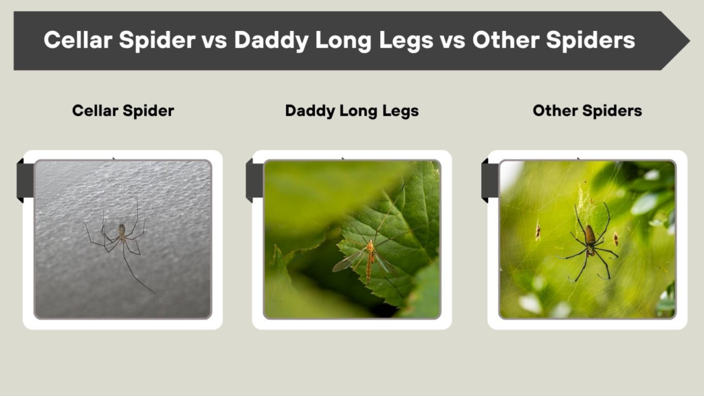 Cellar Spider vs Daddy Long Legs vs Other Spiders