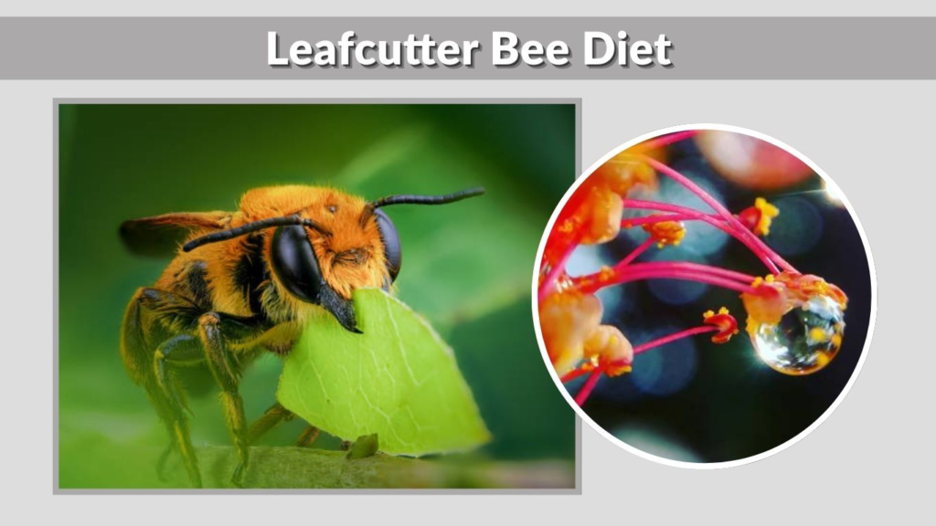 Leafcutter Bee Diet