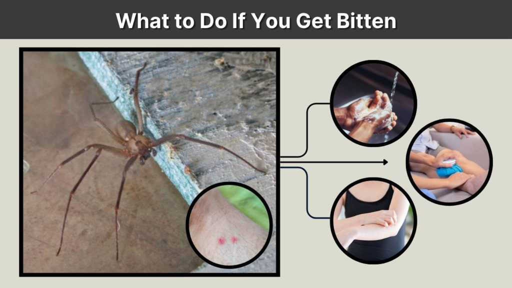 What to Do If You Get Bitten