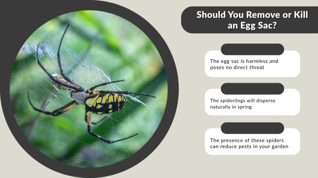 Should You Remove or Kill an Egg Sac?
