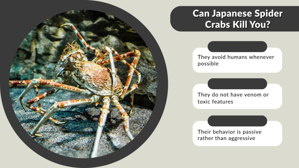 Can Japanese Spider Crabs Kill You?