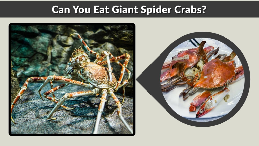 Can You Eat Giant Spider Crabs?