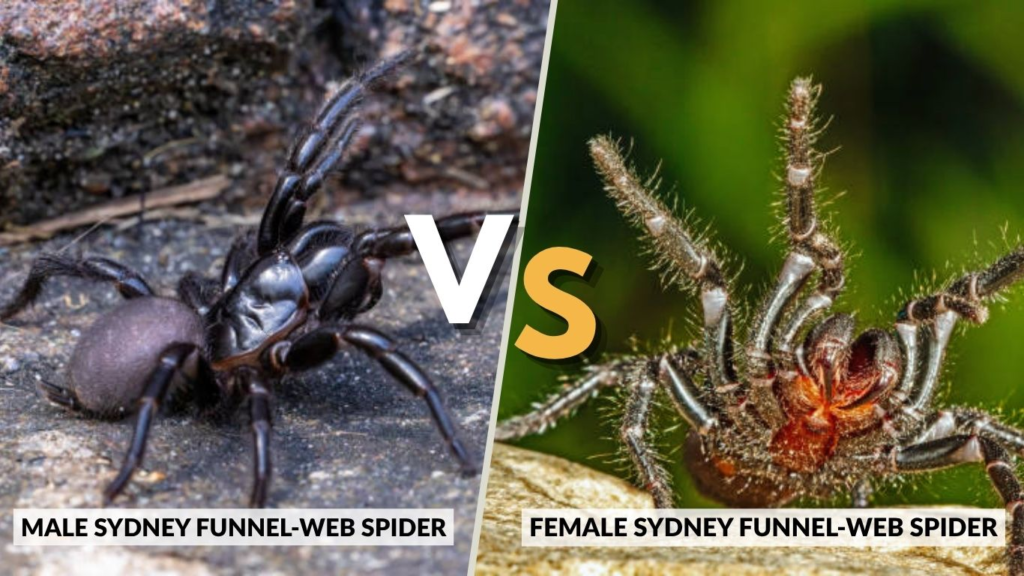Male vs Female Sydney Funnel-Web Spider Bite
