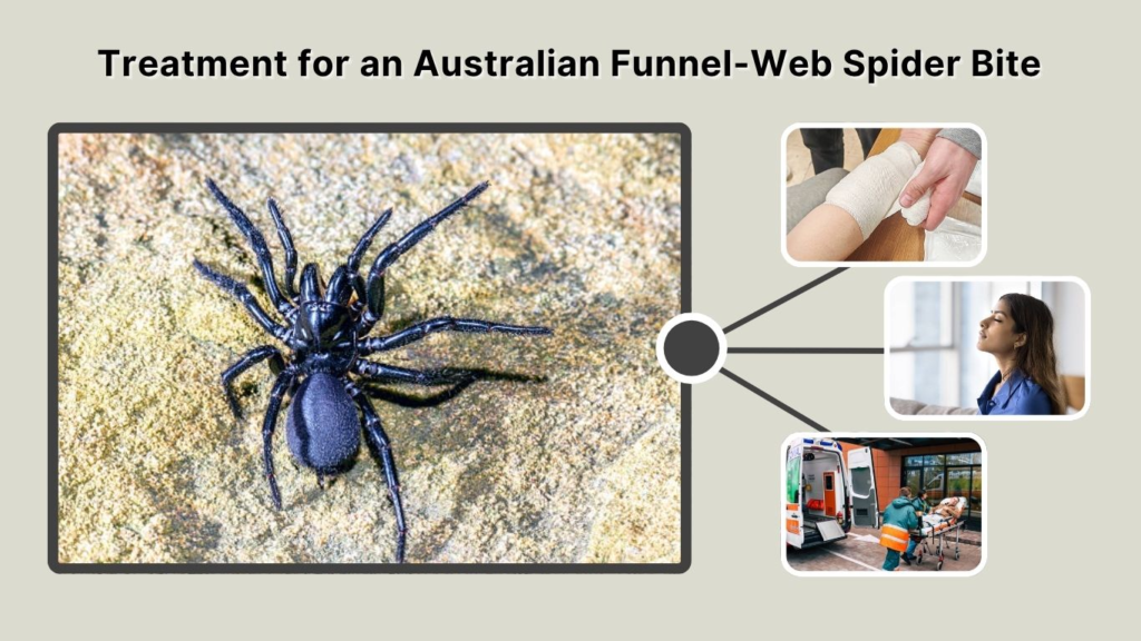Treatment for an Australian Funnel-Web Spider Bite