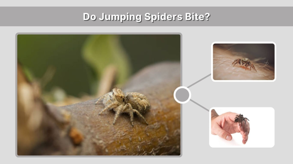 Do Jumping Spiders Bite?