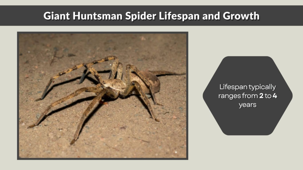 Giant Huntsman Spider Lifespan and Growth