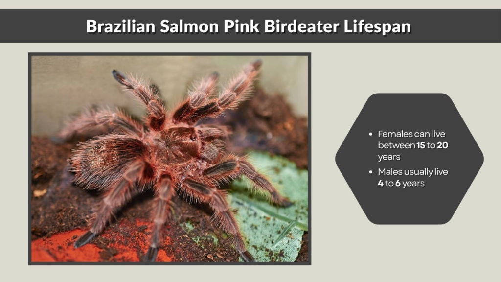 Brazilian Salmon Pink Birdeater Lifespan and Growth Cycle