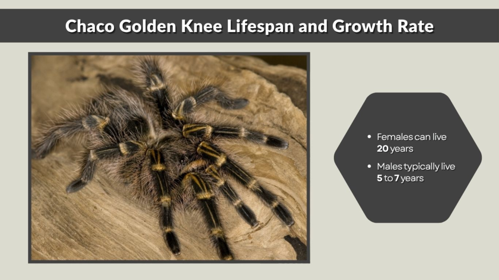 Chaco Golden Knee Lifespan and Growth Rate