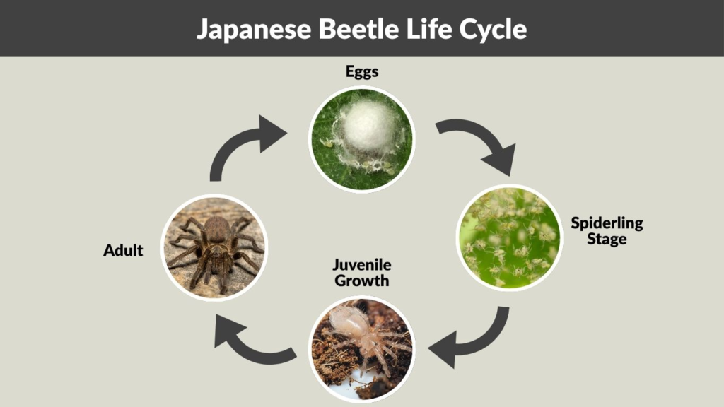 Lifecycle and Development
