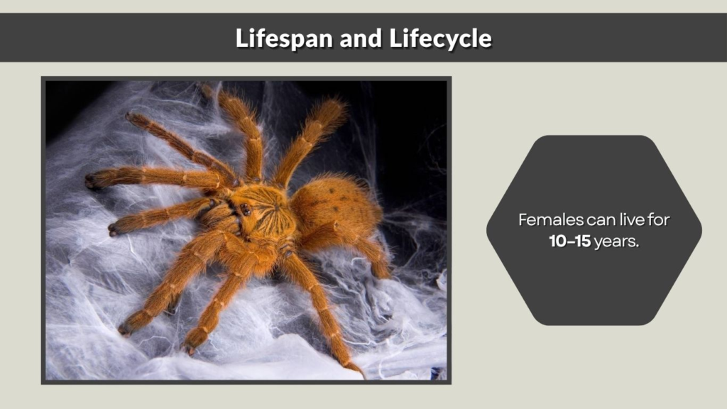 Lifespan and Lifecycle