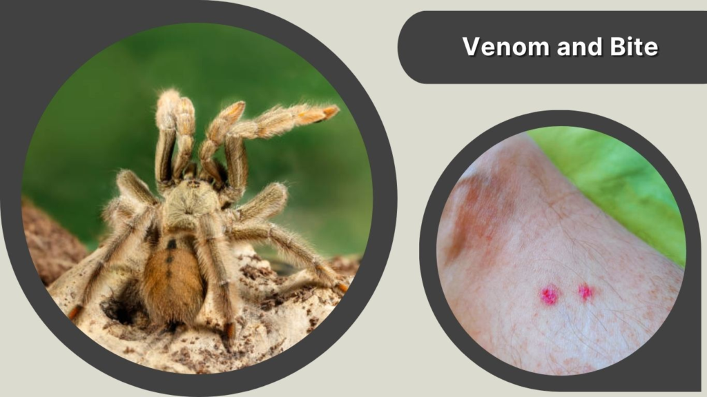 Venom and Bite