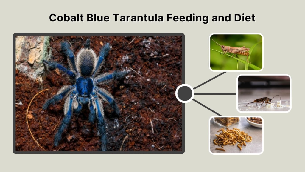 Cobalt Blue Tarantula Feeding and Diet