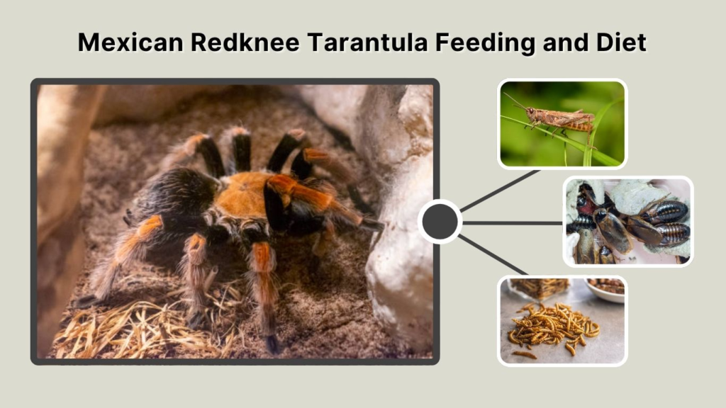 Mexican Redknee Tarantula Feeding and Diet