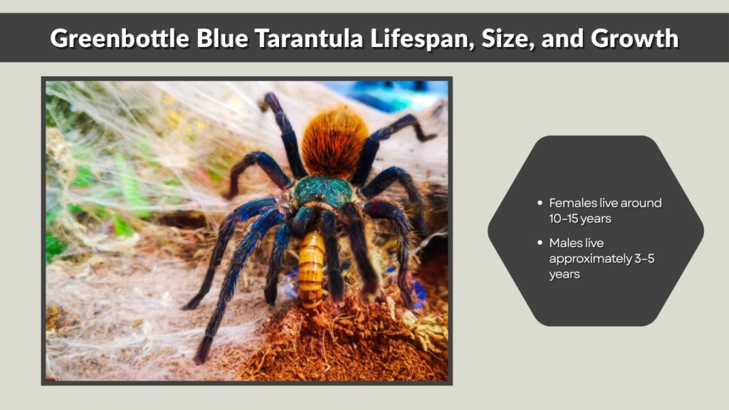Greenbottle Blue Tarantula Lifespan, Size, and Growth