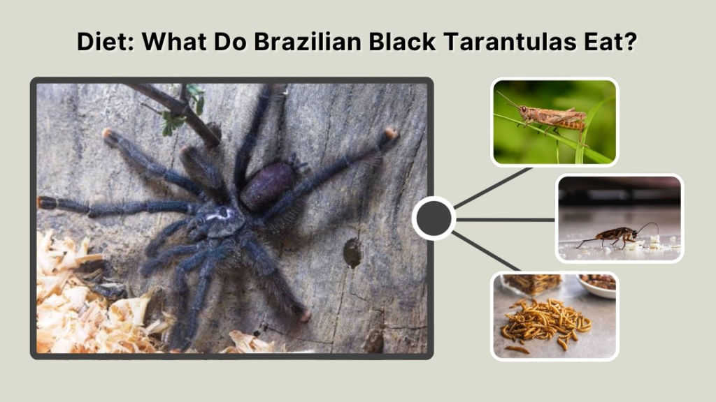 Diet: What Do Brazilian Black Tarantulas Eat?