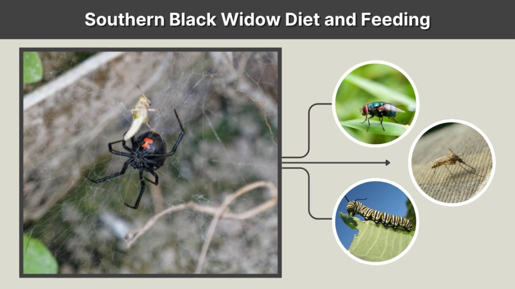Southern Black Widow Diet and Feeding