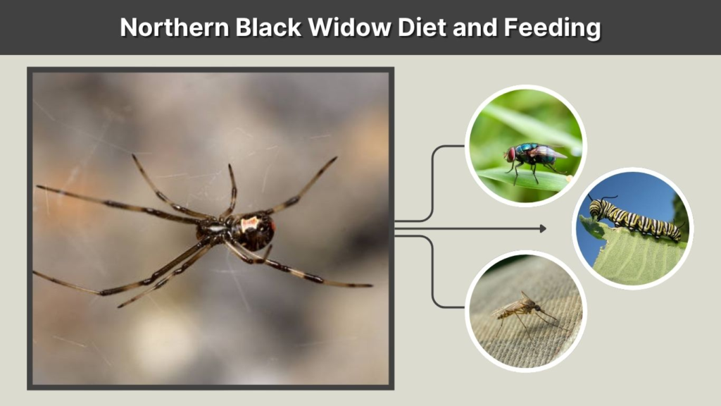 Northern Black Widow Diet and Feeding