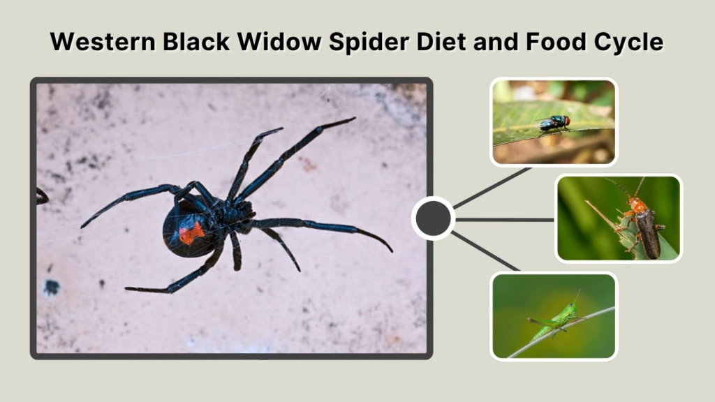 Western Black Widow Spider Diet and Food Cycle