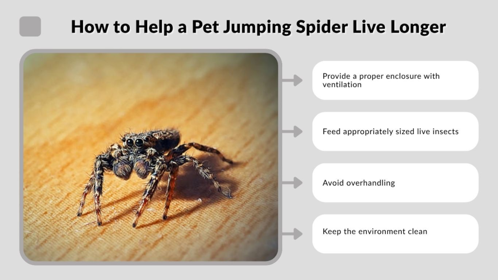 How to Help a Pet Jumping Spider Live Longer