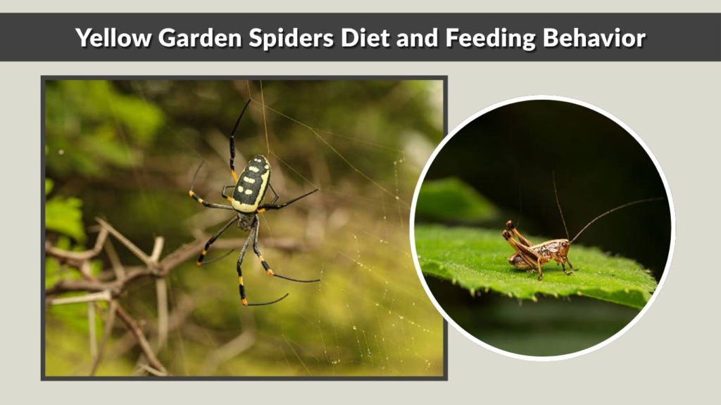 Yellow Garden Spiders Diet and Feeding Behavior