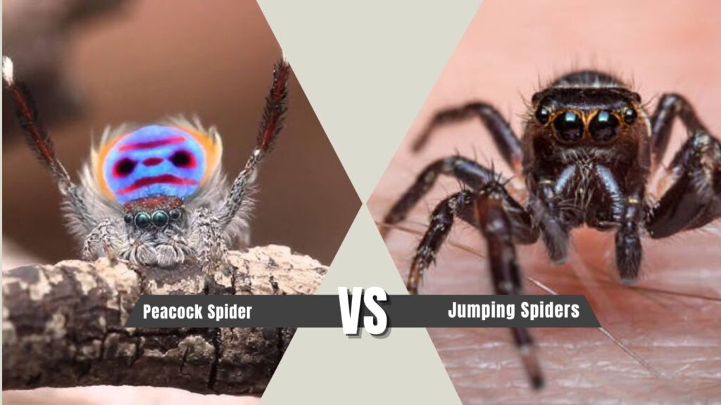 Peacock Spider vs Other Jumping Spiders
