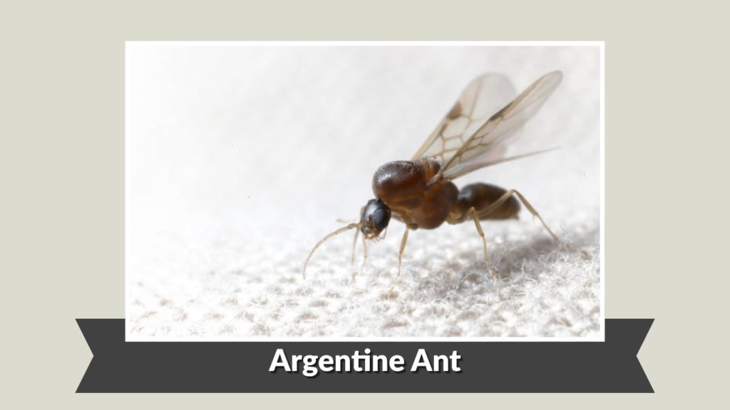 Argentine Ant