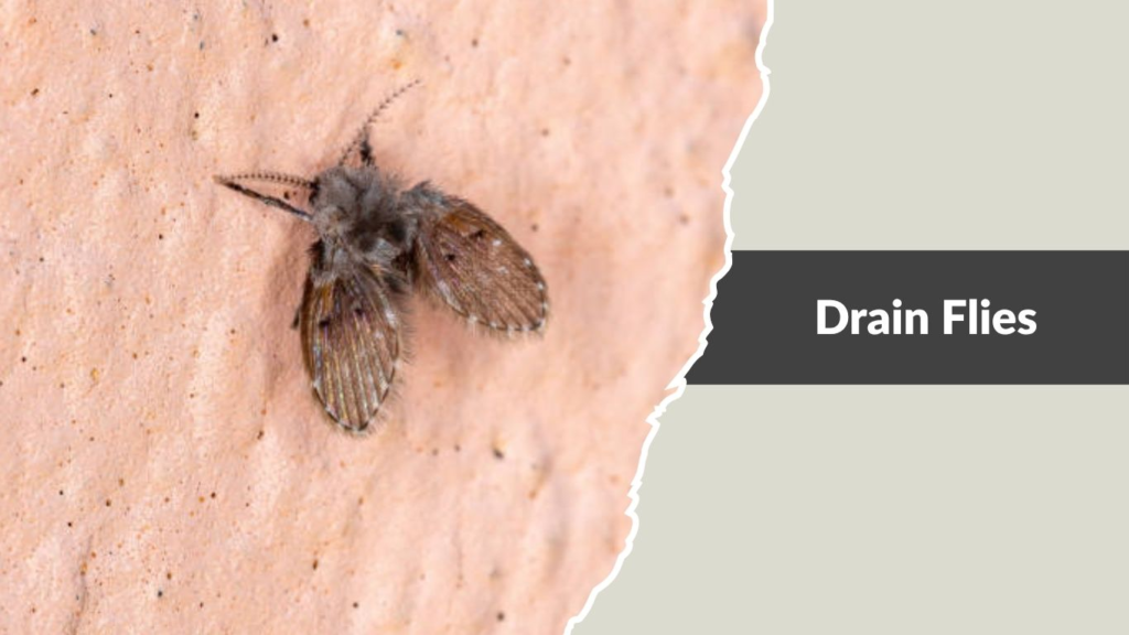 Drain Flies