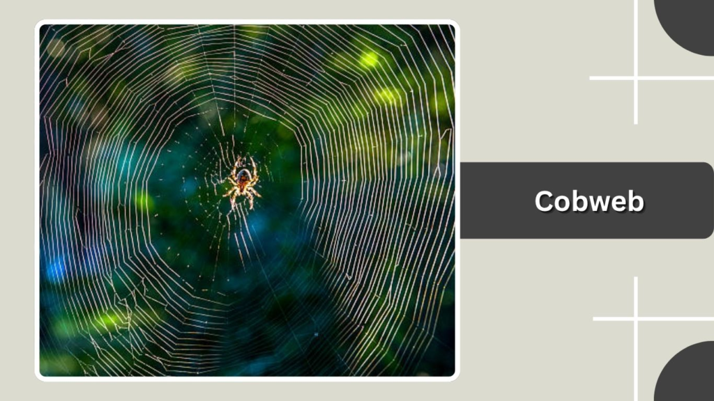 Cobweb