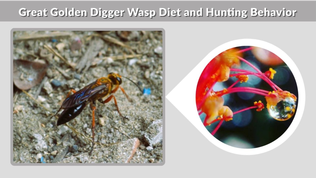 Great Golden Digger Wasp Diet and Hunting Behavior