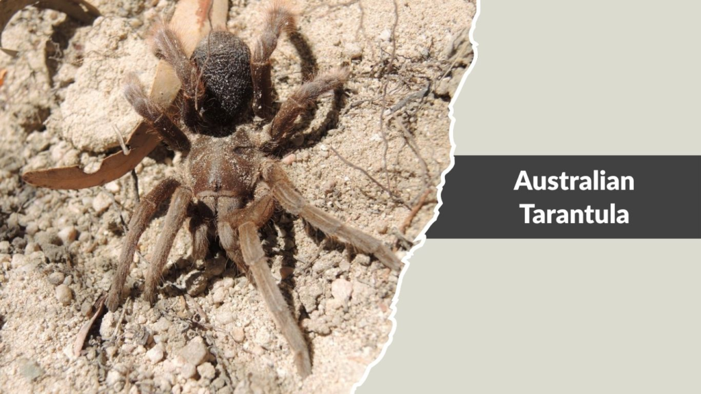 Australian Tarantula (Whistling Spider)