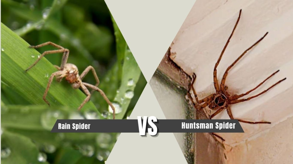 Rain Spider vs Huntsman Spider