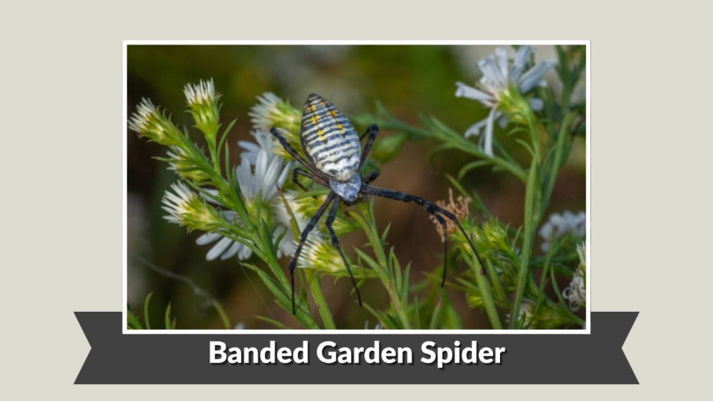 Banded Garden Spider