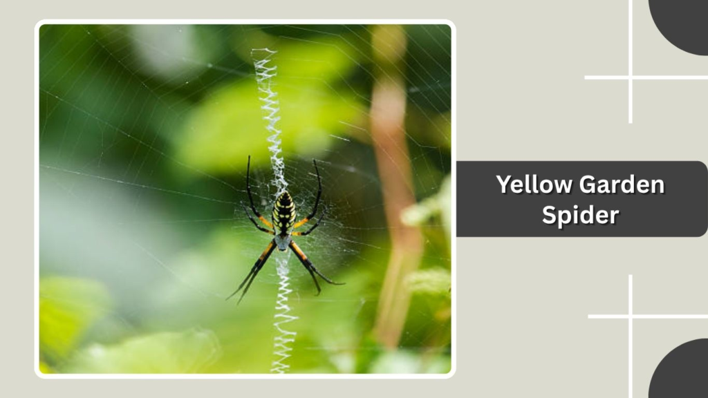 Yellow Garden Spider