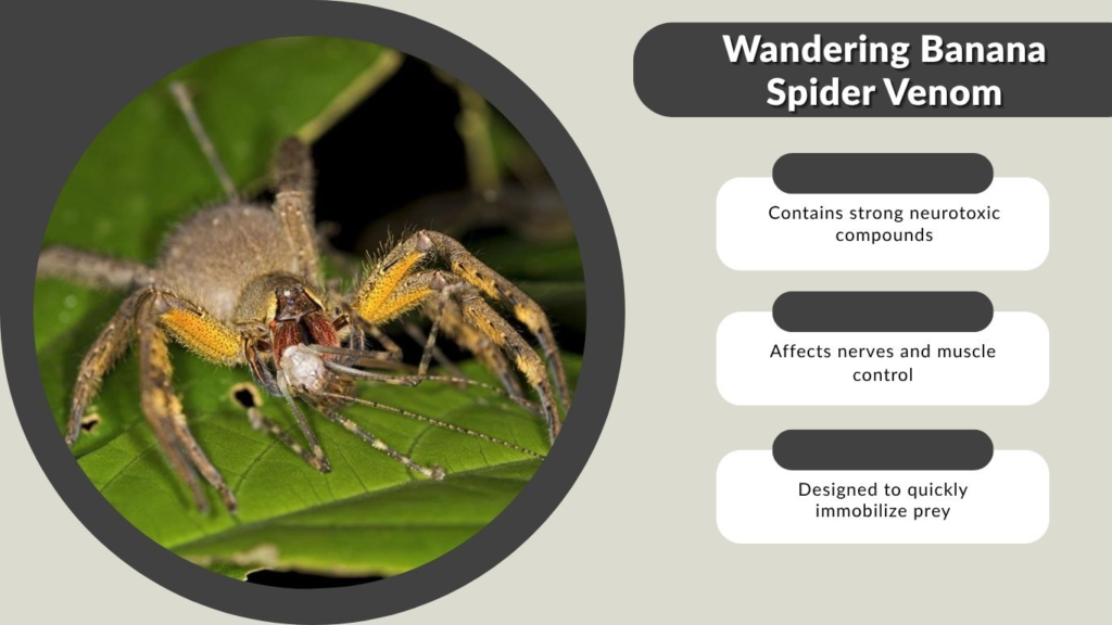 Wandering Banana Spider Venom