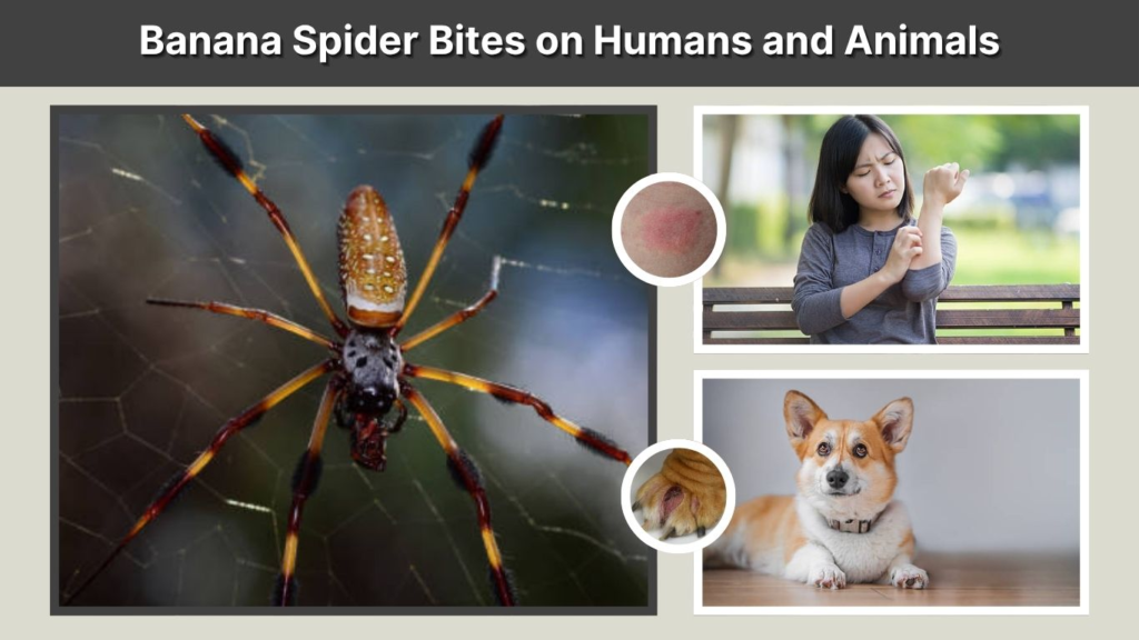 Banana Spider Bites on Humans and Animals