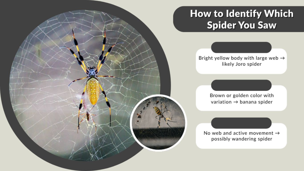 How to Identify Which Spider You Saw