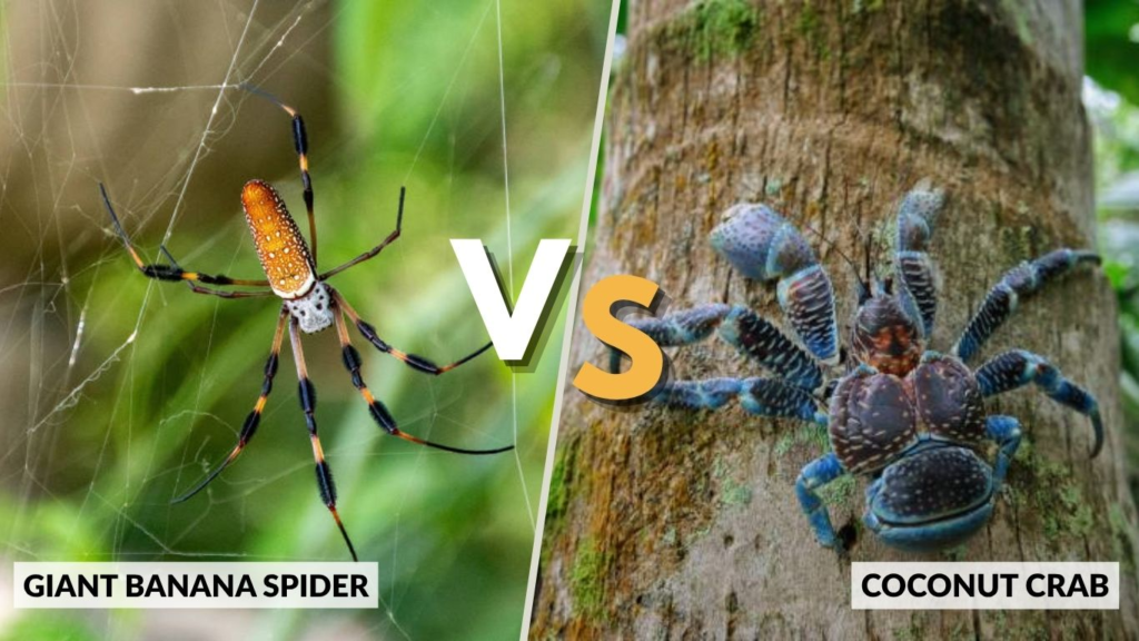 Giant Banana Spider vs Other Large Creatures