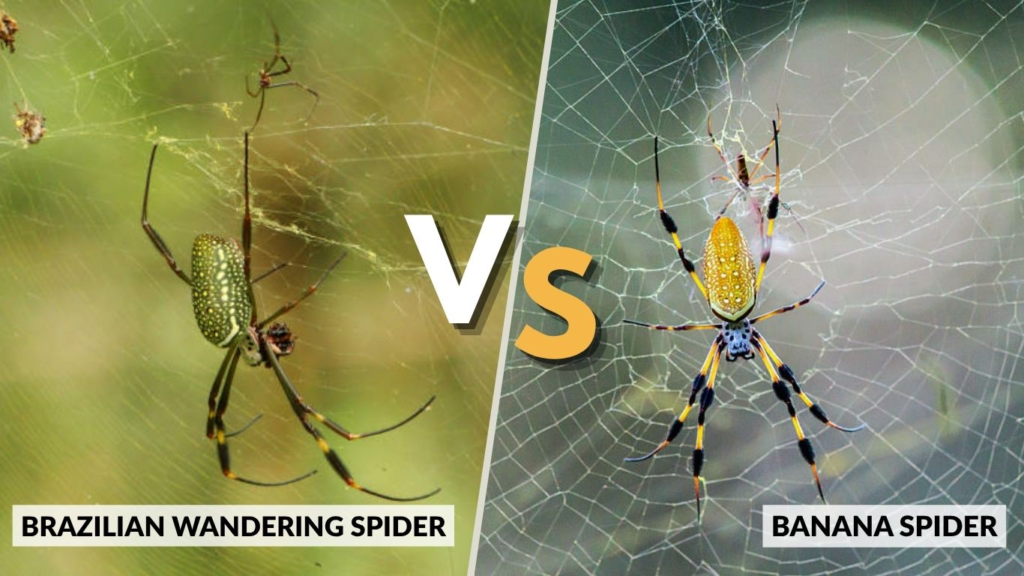 Brazilian Wandering Spider vs Banana Spider