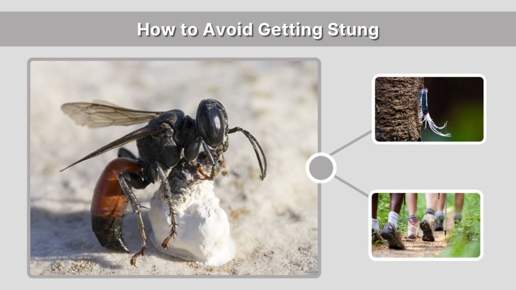 How to Avoid Getting Stung