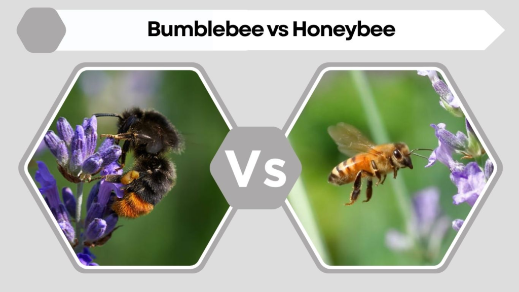 Bumblebee vs Honeybee