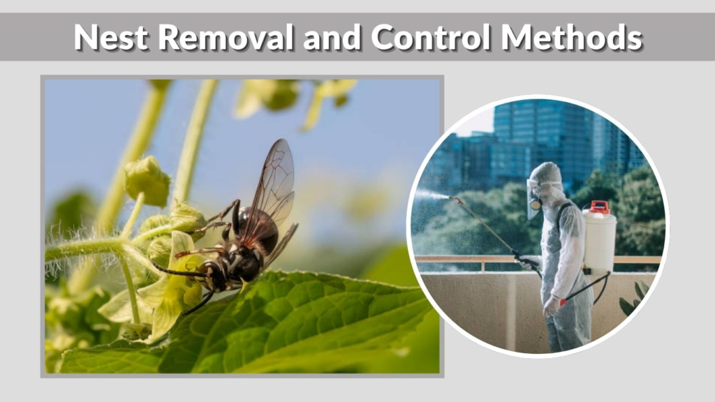 Nest Removal and Control Methods