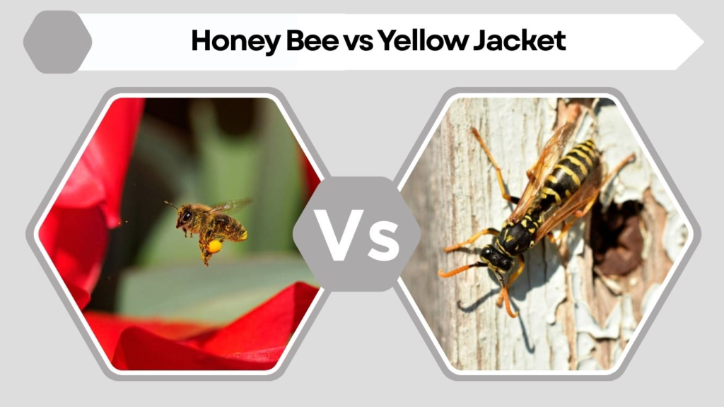 Honey Bee vs Yellow Jacket