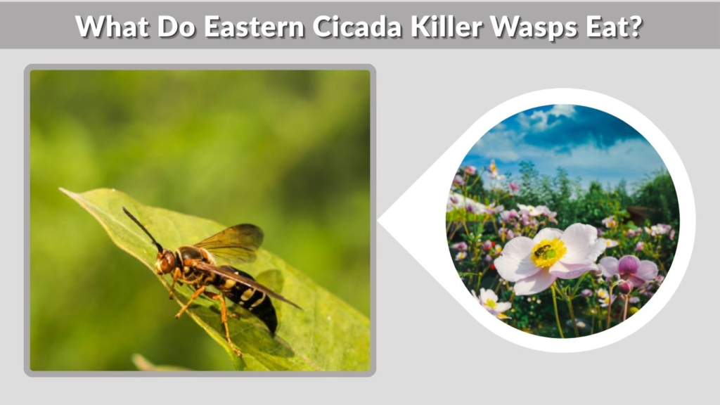 What Do Eastern Cicada Killer Wasps Eat?