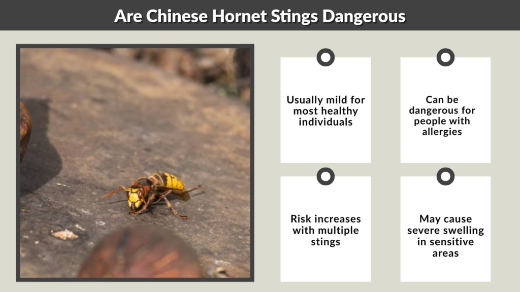 Are Chinese Hornet Stings Dangerous