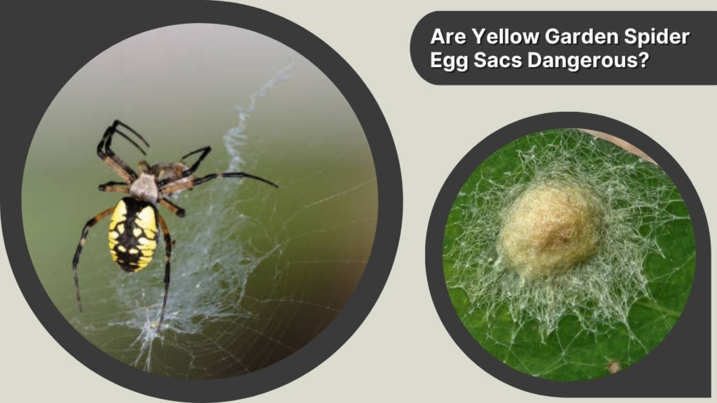 Are Yellow Garden Spider Egg Sacs Dangerous?