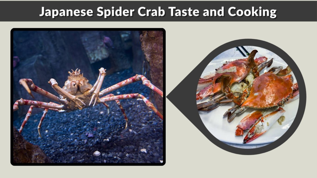 Japanese Spider Crab Taste and Cooking